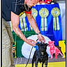 man, dog, black_dog, yellow_floor, ribbons, trophies, show, indoor, leash, athletic_shoes, short_sleeve_shirt, bald_head, focused, competition, event, colorful, blue_background, red_shoes, pet, animal
