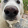 dog, close_up, heterochromia, blue_eye, brown_eye, nose, whiskers, outdoor, grass, paving_stones, curious, pet, canine, snout, animal, muzzle, white_fur, paw, sidewalk, nature