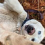 dog, husky, blue_eyes, paw, fur, outdoor, pine_needles, collar, animal, pet, playful, close_up, lying_down, nature, canine, white_fur, snout, nose, tongue, expression