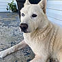 dog, white_dog, heterochromia, blue_eye, brown_eye, canine, pet, animal, porch, concrete_floor, potted_plant, plant, outdoor, fur, close_up, resting, sidewalk, domestic_animal, ears, snout