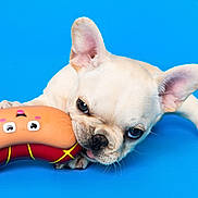 Leonidas is registered to the contest to win money with this photo: animal, bite, blue_background, cheerful, cute, dog, ears, french_bulldog, funny_toy, indoor, muzzle, pet, pink_tongue, playful, puppy, sausage_toy, small_dog, studio, toy, whiskers