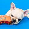 animal, bite, blue_background, cheerful, cute, dog, ears, french_bulldog, funny_toy, indoor, muzzle, pet, pink_tongue, playful, puppy, sausage_toy, small_dog, studio, toy, whiskers