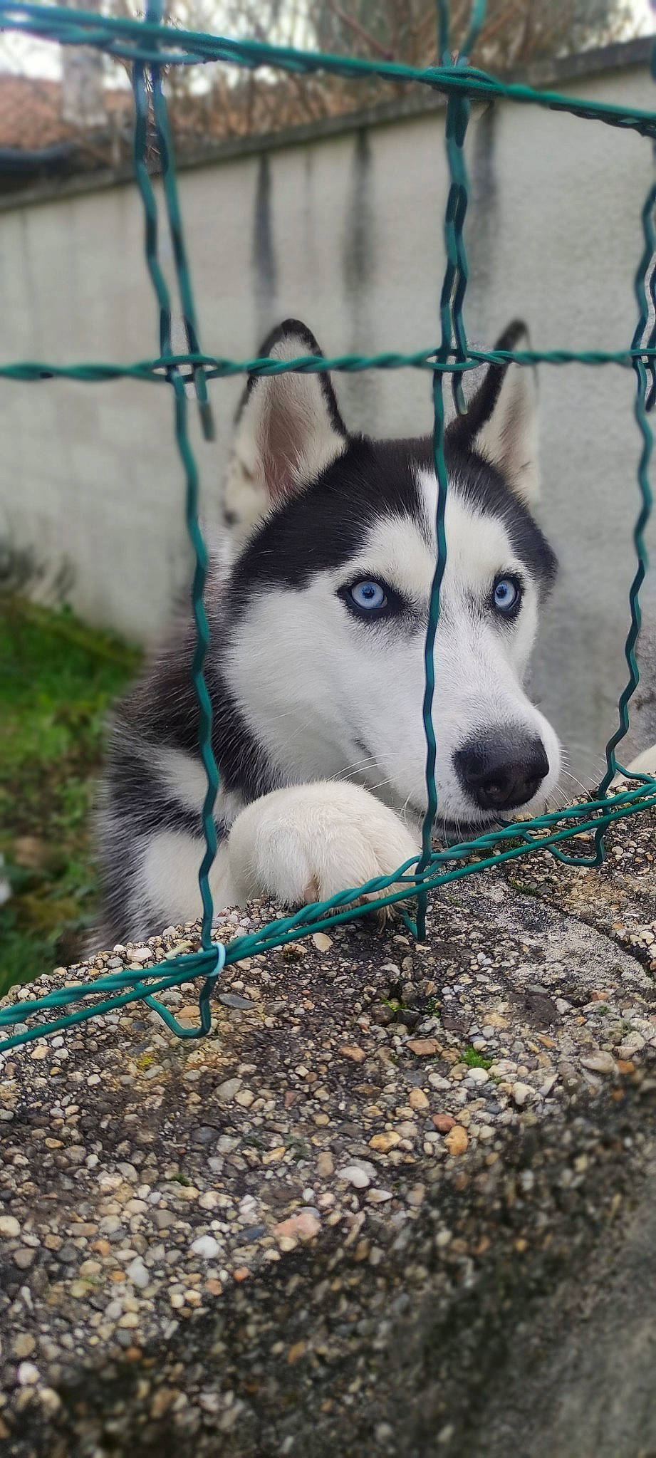 Taïko participe au concours pour gagner de l'argent avec cette photo : animal_shelter, art, canidae, carnivore, companion_dog, dog, dog_breed, dog_supply, fence, fur, grass, mesh, pet_supply, siberian_husky, sled_dog, snout, sporting_group, terrestrial_animal, whiskers, wire_fencing