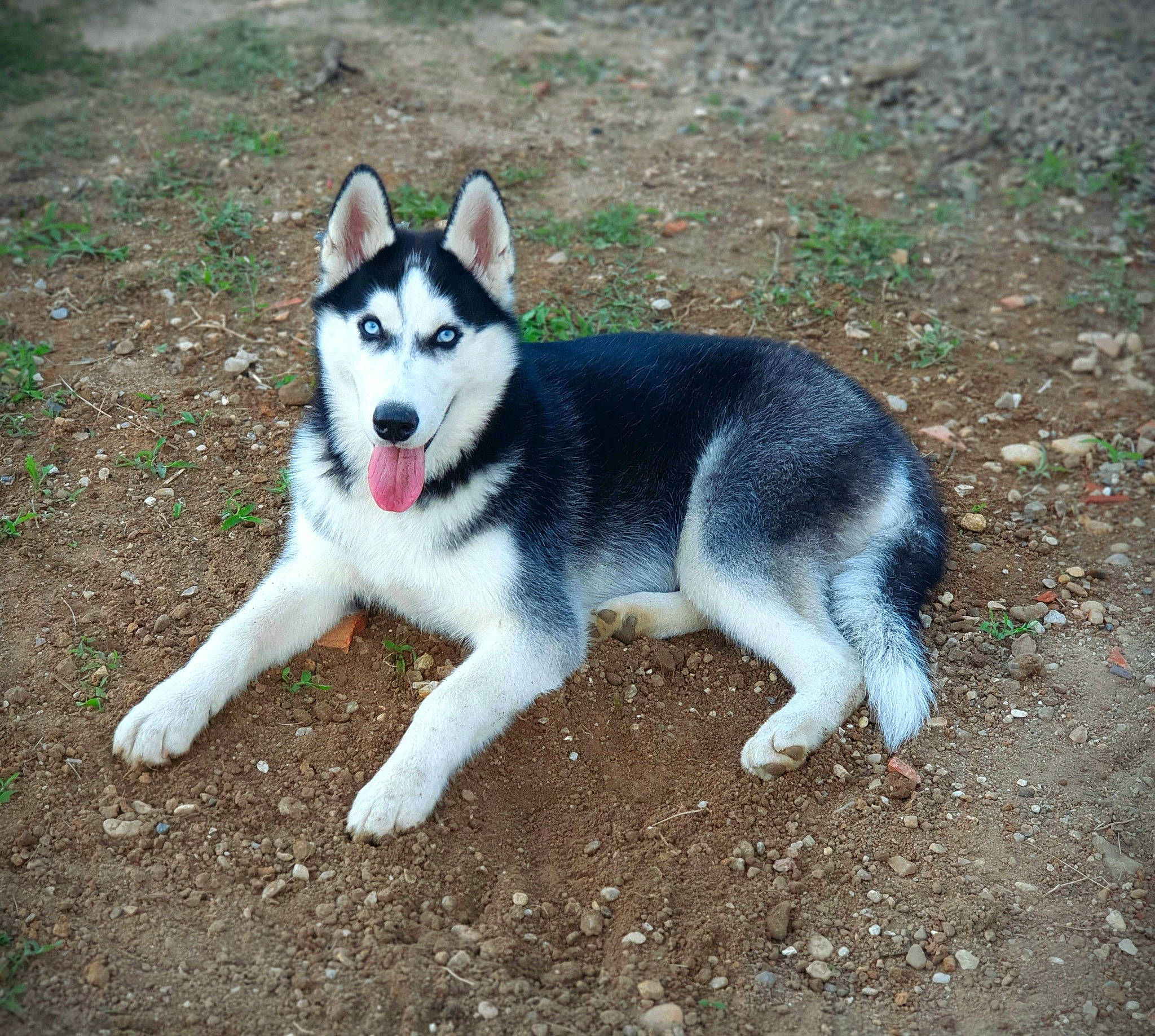 Taïko a rejoint le concours — aidez-le/la à gagner de superbes lots ! balance, canidae, carnivore, dog, dog_breed, grass, sled_dog, soil, sporting_group, tail, terrestrial_animal, working_dog