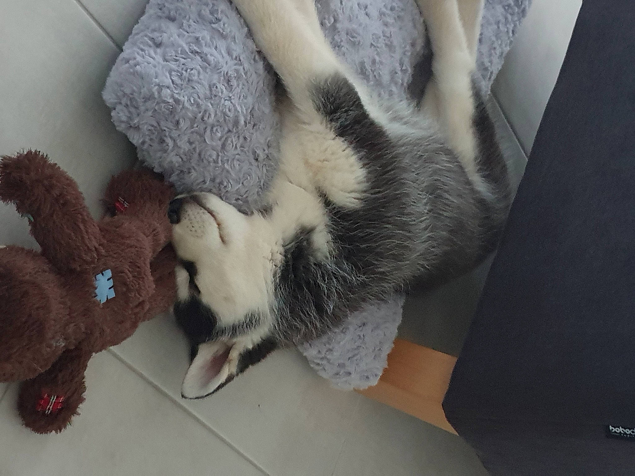 Taïko participe au concours pour gagner de l'argent avec cette photo : carmine, carnivore, cat, comfort, domestic_short_haired_cat, fawn, felidae, foot, fur, glove, grey, human_leg, paw, small_to_medium_sized_cats, snout, stuffed_toy, tail, toy, whiskers, wool