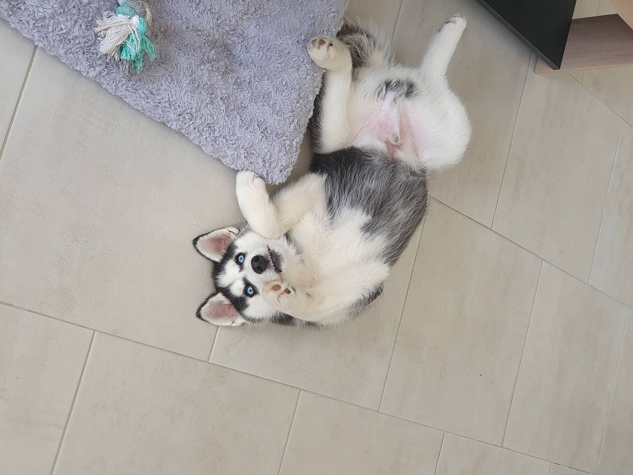 Taïko a rejoint le concours — aidez-le/la à gagner de superbes lots ! canidae, carnivore, companion_dog, corgi_chihuahua, dog, dog_breed, dog_supply, fawn, flooring, fur, mammal, paw, snout, sporting_group, tail, tile_flooring, toy_dog, vertebrate, whiskers, working_animal