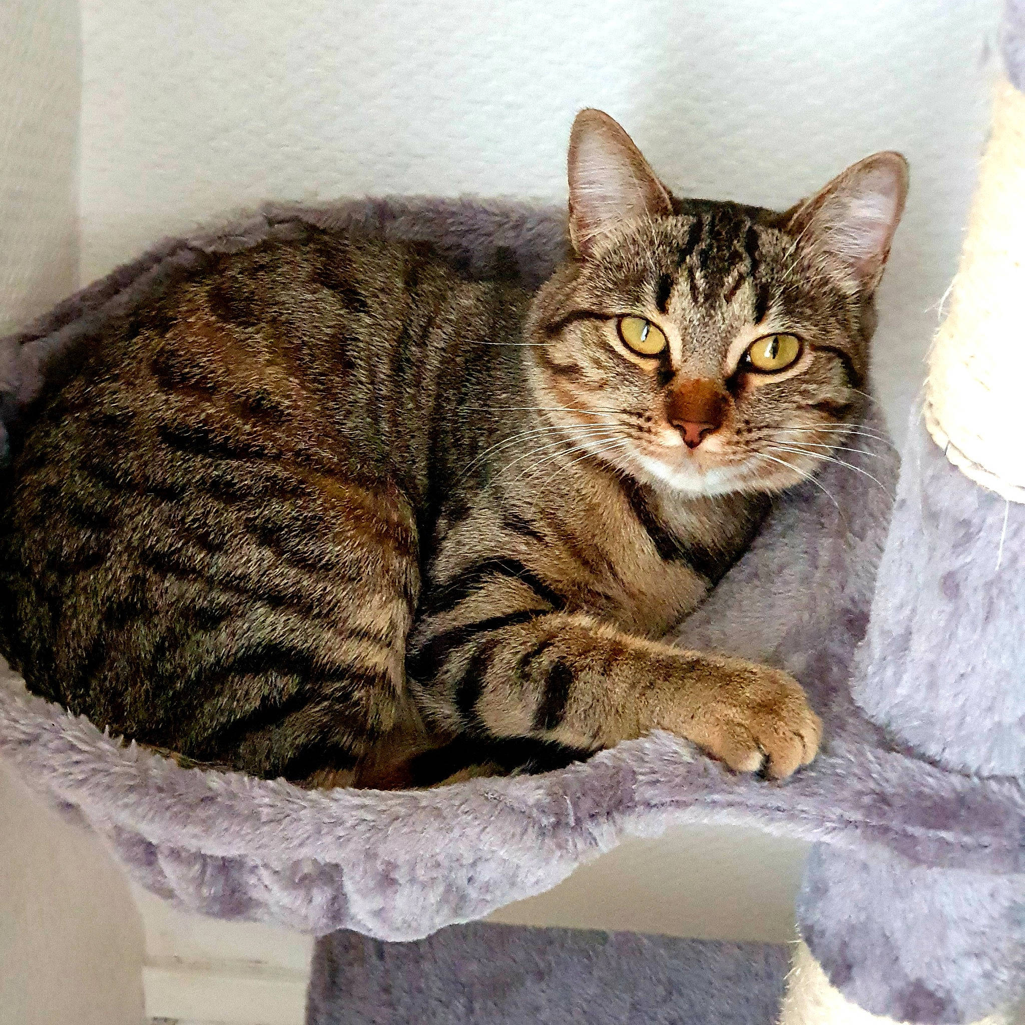 Daisy participe au concours pour gagner de l'argent avec cette photo : carnivore, cat, domestic_short_haired_cat, eye, felidae, fur, sitting, small_to_medium_sized_cats, snout, terrestrial_animal, tree, vertebrate, whiskers, window