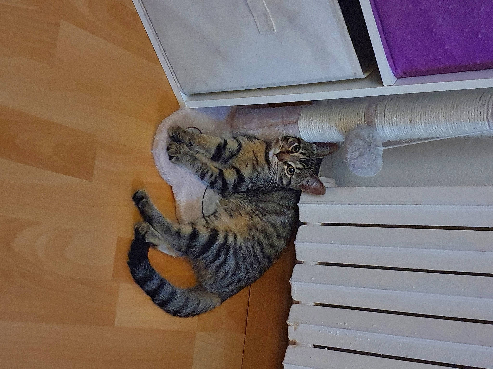 Daisy a rejoint le concours — aidez-le/la à gagner de superbes lots ! carnivore, cat, ceiling, domestic_short_haired_cat, felidae, flooring, fur, hardwood, molding, pattern, room, small_to_medium_sized_cats, tail, terrestrial_animal, whiskers, window, window_covering, wood, wood_flooring, wood_stain