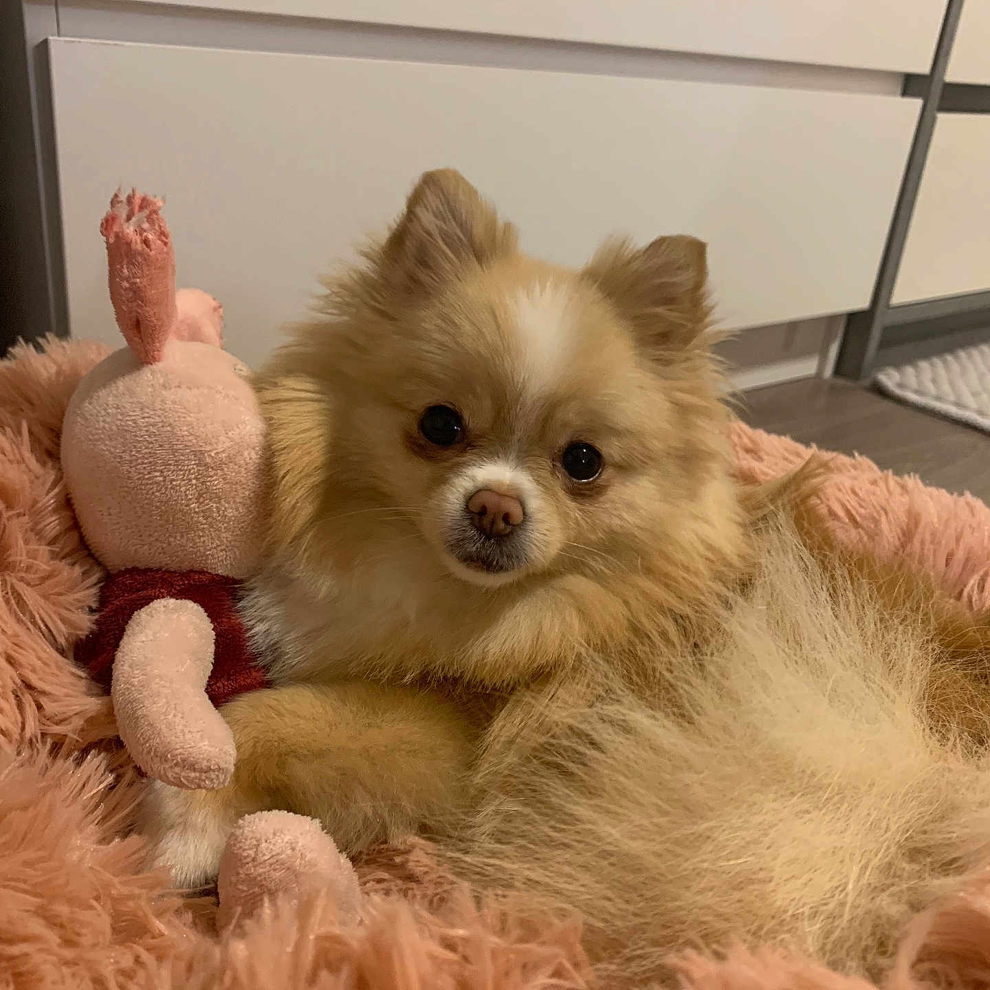 Ava a rejoint le concours — aidez-le/la à gagner de superbes lots ! animal, blanket, canine, cat, clothing, cockerspaniel, dog, dogbed, eskimodog, fur, kitten, papillon, pet, plush, puppy, toy, whiteboard, whitedog