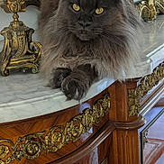 Udo a rejoint le concours — aidez-le/la à gagner de superbes lots ! animal, antique, cat, closeup, decor, fluffy, furniture, golden_decor, gray, indoor, luxury, marble, ornate, pet, portrait, resting, still_life, table, wood, yellow_eyes