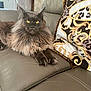 Udo participe au concours pour gagner de l'argent avec cette photo : cat, claws, close_up, couch, domestic_animal, ears, feline, fluffy, fur, household, indoor, leather, maine_coon, patterned_pillow, pet, pillow, relaxed, sitting, whiskers, yellow_eyes
