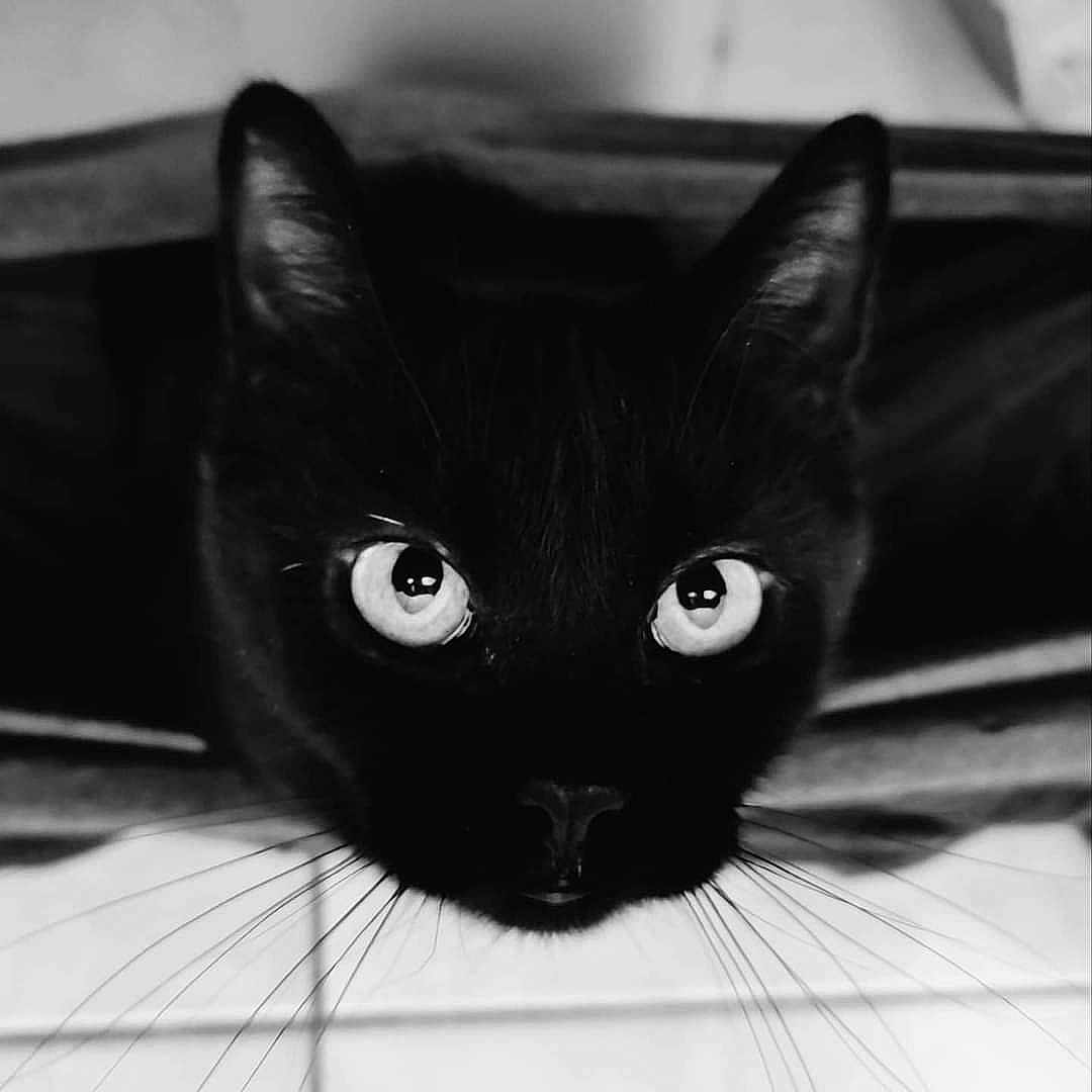 Michoco participe au concours pour gagner de l'argent avec cette photo : black_cat, cat, animal, pet, whiskers, eyes, portrait, close_up, feline, domestic_cat, cute, face, looking, curious, black_fur, indoor, mystery, soft_background, focus, fur