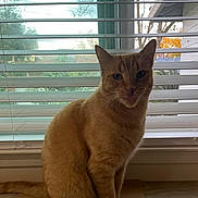 Chico is registered to the contest to win money with this photo: animal, blinds, calm, cardboard, cat, daylight, domestic_cat, ears, feline, floor, house, indoor, looking_at_camera, orange_tabby, pet, portrait, sitting, tree, whiskers, window