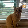 animal, blinds, calm, cardboard, cat, daylight, domestic_cat, ears, feline, floor, house, indoor, looking_at_camera, orange_tabby, pet, portrait, sitting, tree, whiskers, window