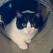 Oreo is registered to the contest to win money with this photo: cat, black_and_white, pet, animal, indoors, curious, tunnel, cozy, wide_eyes, feline, cute, playful, whiskers, paws, fur, looking, close_up, resting, home, domestic