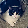 cat, black_and_white, pet, animal, indoors, curious, tunnel, cozy, wide_eyes, feline, cute, playful, whiskers, paws, fur, looking, close_up, resting, home, domestic