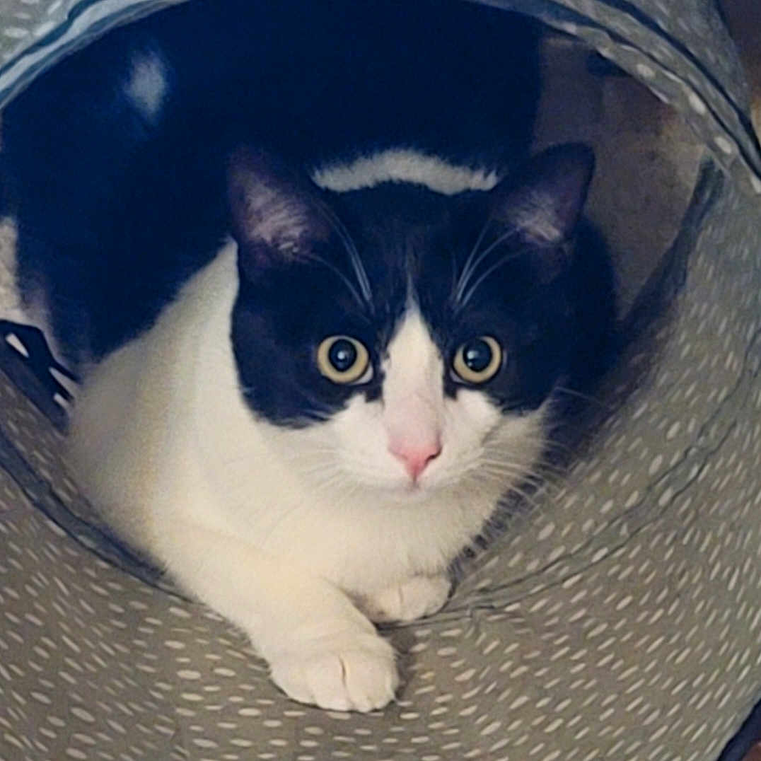 Oreo is registered to the contest to win money with this photo: animal, black_and_white, cat, close_up, cozy, curious, cute, domestic, feline, fur, home, indoors, looking, paws, pet, playful, resting, tunnel, whiskers, wide_eyes