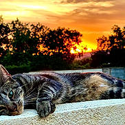 Nena a rejoint le concours — aidez-le/la à gagner de superbes lots ! animal, background, bokeh, cat, closeup, evening, fur, ledge, lying_down, nature, orange_sky, outdoor, peaceful, pet, portrait, relaxing, sunset, tabby_cat, trees, whiskers
