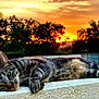 animal, background, bokeh, cat, closeup, evening, fur, ledge, lying_down, nature, orange_sky, outdoor, peaceful, pet, portrait, relaxing, sunset, tabby_cat, trees, whiskers