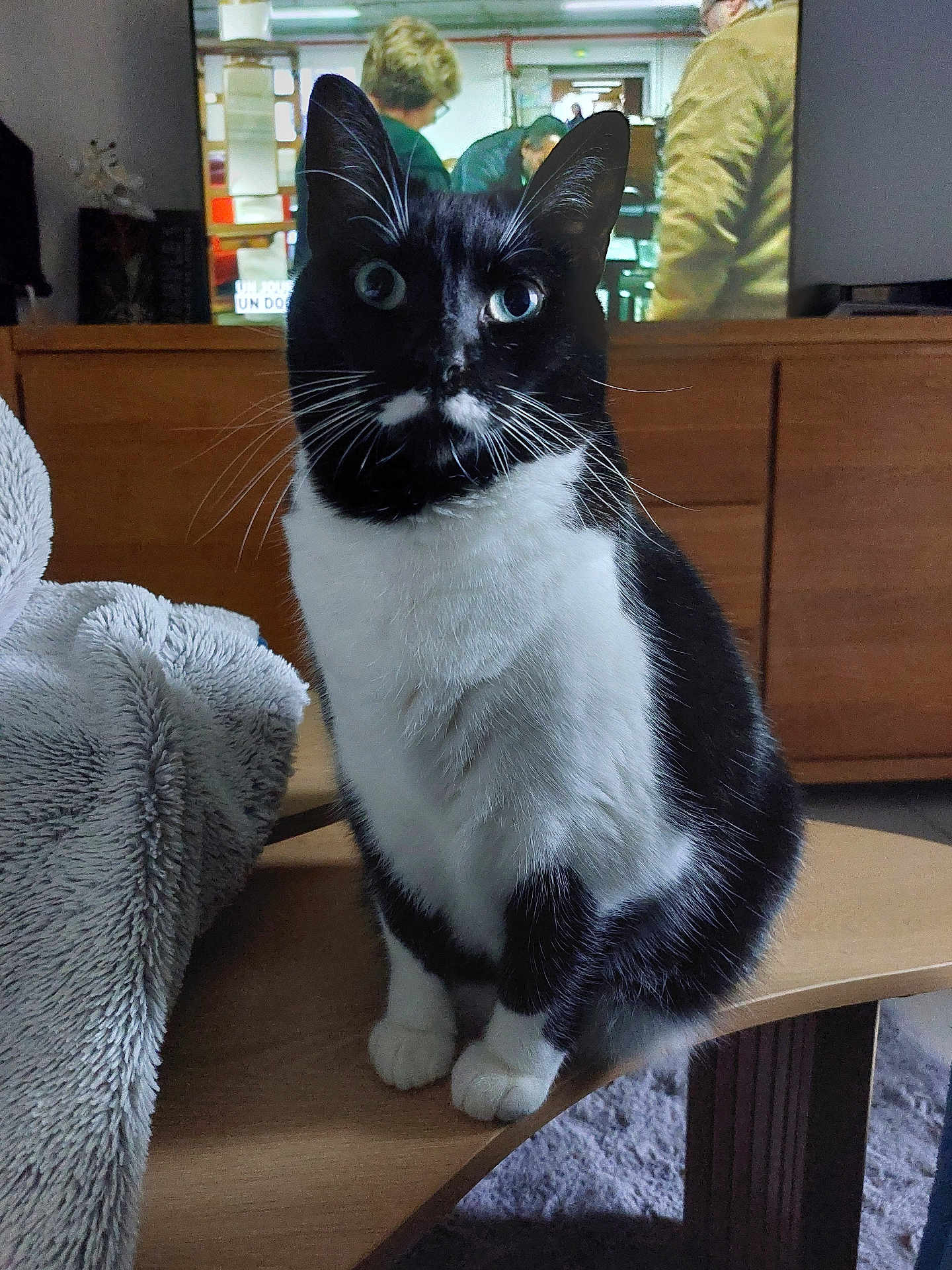 Suky a rejoint le concours — aidez-le/la à gagner de superbes lots ! cat, tuxedo_cat, black_and_white, sitting, table, indoor, television, blanket, furniture, curious, pet, whiskers, closeup, domestic_animal, wood, living_room, fur, eyes, animal, cozy