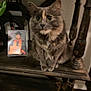 animal, bench, cat, decor, ears, eyes, face, fur, graduation_photo, home, indoor, paws, pet, photo_frame, portrait, sitting, tail, tortoiseshell, wall, wooden_furniture