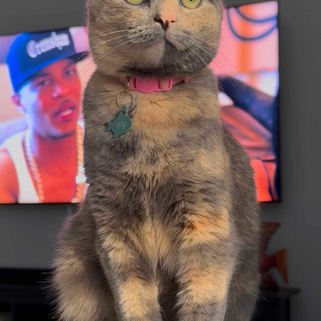 Ivy joined the competition — help win amazing prizes! animal, background, cat, close_up, collar, couch, curious, face, feline, fur, indoor, living_room, paws, person, pet, pink_collar, sitting, tag, television, wide_eyes