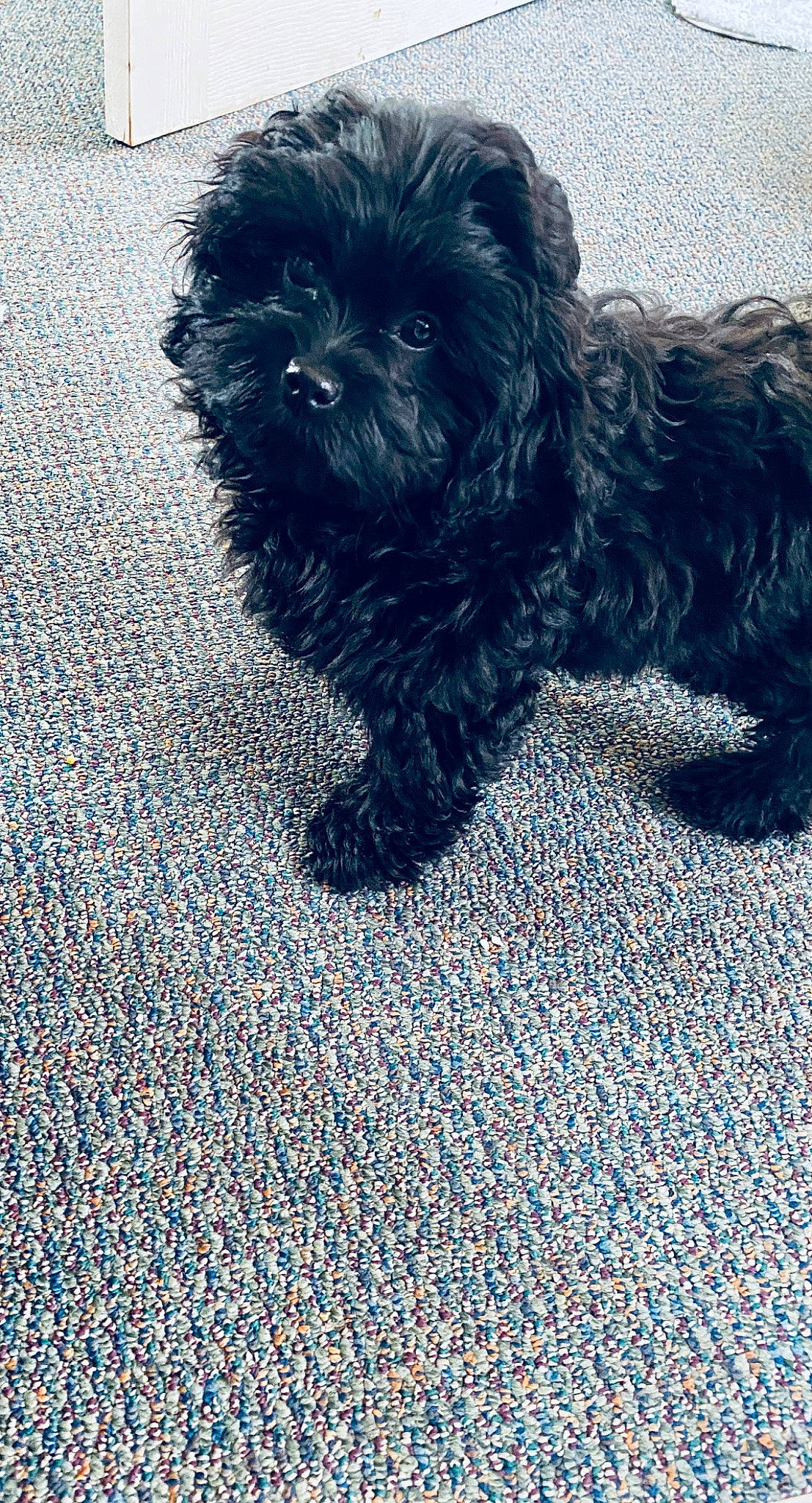 Milly is registered to the contest to win money with this photo: affenpinscher, bolonka, canidae, carnivore, chinese_imperial_dog, cockapoo, dog, dog_breed, maltepoo, mammal, pekapoo, poodle_crossbreed, puppy, rare_breed_dog, schnoodle, shih_poo, shih_tzu, sporting_group, toy_poodle, vertebrate