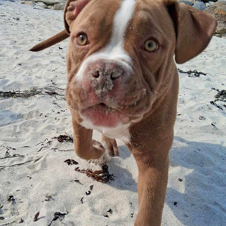 Vénus participe au concours pour gagner de l'argent avec cette photo : animal, architecture, beach, boat, boxer, building, bulldog, canine, coast, dog, nature, outdoors, pet, pitbull, puppy, sea, shelter, shoreline, soil, water