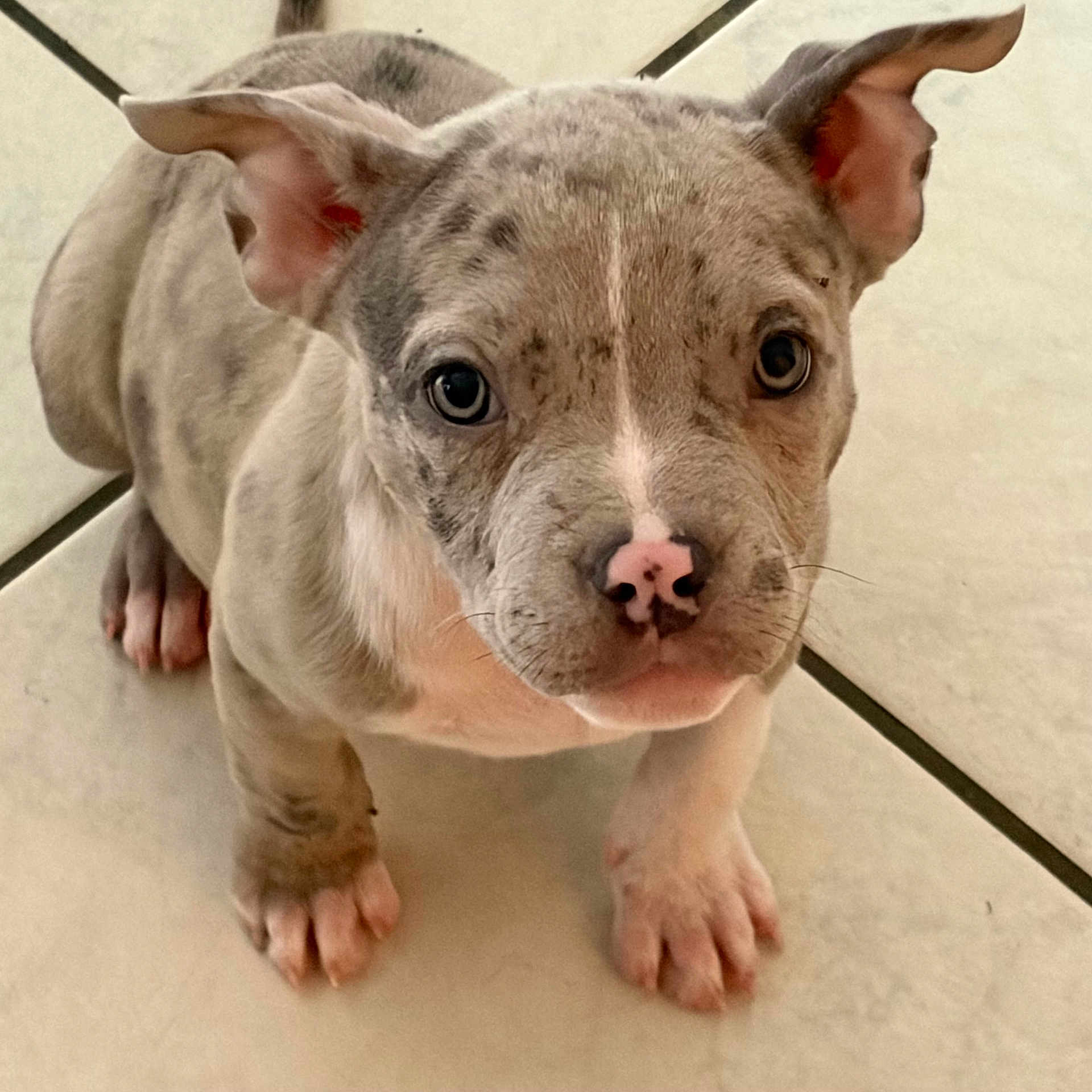Théia participe au concours pour gagner de l'argent avec cette photo : puppy, dog, pet, animal, cute, ears, nose, eyes, floor, tile, indoor, young, adorable, looking_up, whiskers, paws, fur, small, domestic_animal, mammal