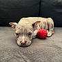 puppy, dog, toy, red_ball, couch, gray, resting, sleepy, young_dog, pet, indoor, close_up, cute, ears, face, animal, fur, small, companion, relaxing