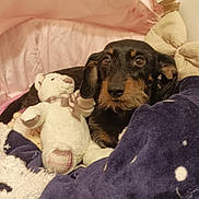 Princesse participe au concours pour gagner de l'argent avec cette photo : dog, blanket, stuffed_toy, bed, canopy, cozy, indoor, pet, fur, sleeping_area, cute, comfort, plush, brown, black, animal, resting, soft, home, relaxation