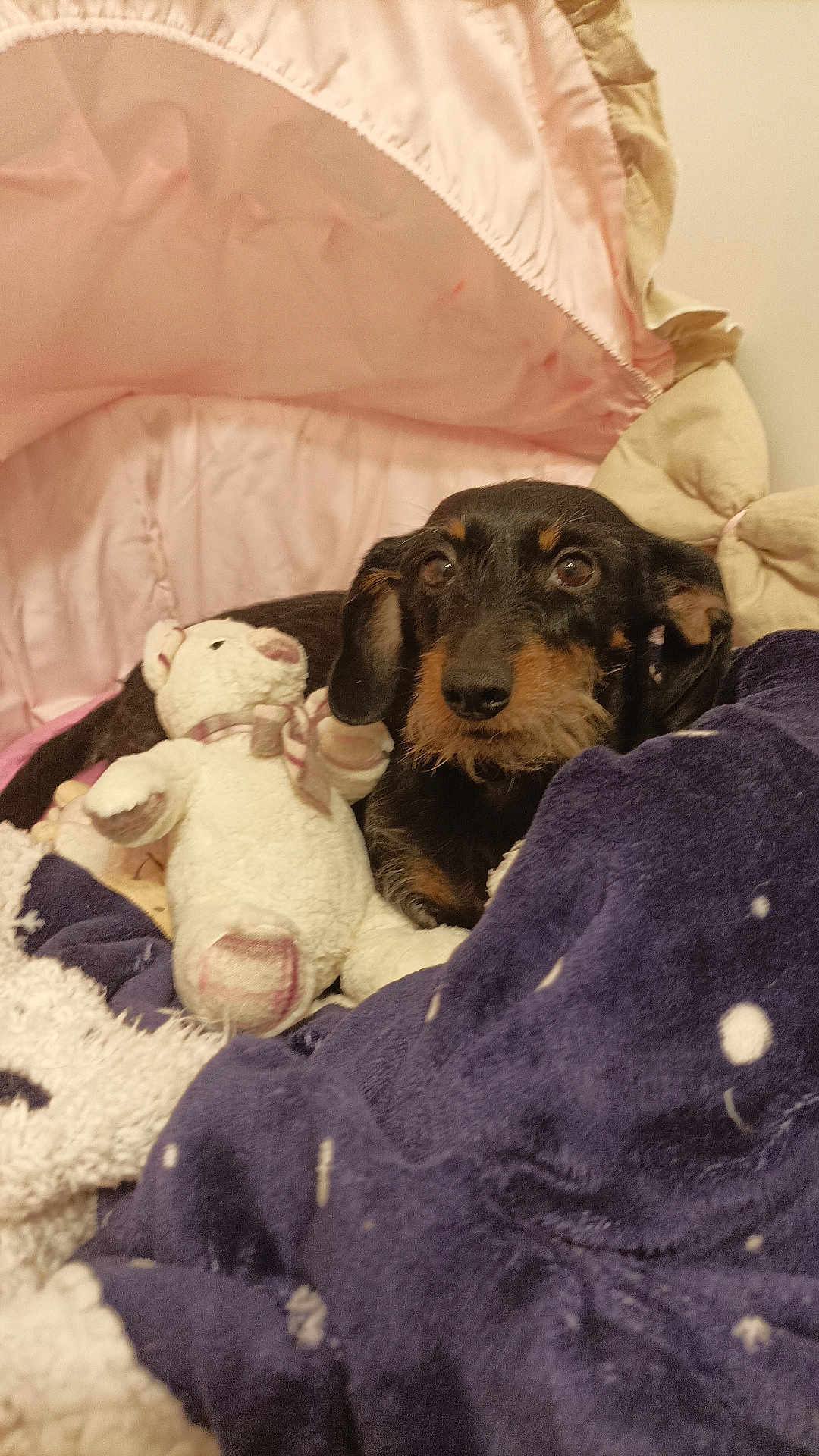 Princesse participe au concours pour gagner de l'argent avec cette photo : dog, blanket, stuffed_toy, bed, canopy, cozy, indoor, pet, fur, sleeping_area, cute, comfort, plush, brown, black, animal, resting, soft, home, relaxation