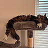 cat, tabby_cat, sleeping, cat_tree, pet, furry, indoor, paw, toy, window_blinds, relaxed, cozy, fur, animal, domestic_cat, resting, sunlight, home, mammal, cute