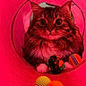 cat, fluffy, pink_tunnel, toy, balls, playful, curious, pet, indoor, fur, whiskers, closeup, cute, animal, striped, paws, colorful, domestic, fun, eyes