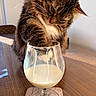 Flo joined the competition — help win amazing prizes! cat, tabby_cat, glass, milk, paw, wooden_table, coaster, indoor, curious, mischievous, feline, drip, beverage, close_up, pet, cute, animal, brown, long_hair, focused