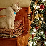Cinder is registered to the contest to win money with this photo: animal, blanket, cat, christmas_tree, cozy, curious, decorations, festive, furniture, holiday, home, indoor, lights, ornaments, pet, tilted_head, tinsel, warm_lighting, white_cat, wooden_bench
