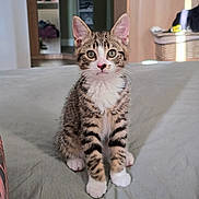 Benji is registered to the contest to win money with this photo: abyssinian, accessories, animal, bag, bed, bedroom, cat, couch, cushion, furniture, handbag, hardwood, indoors, kitten, manx, person, pet, plywood, room, wood