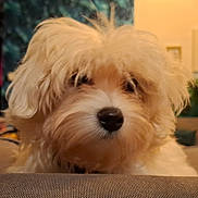 Milo participe au concours pour gagner de l'argent avec cette photo : dog, fluffy, close_up, indoor, pet, resting, fur, cute, animal, nose, face, portrait, soft_light, cozy, background_blur, mammal, companion, furry, canine, domestic