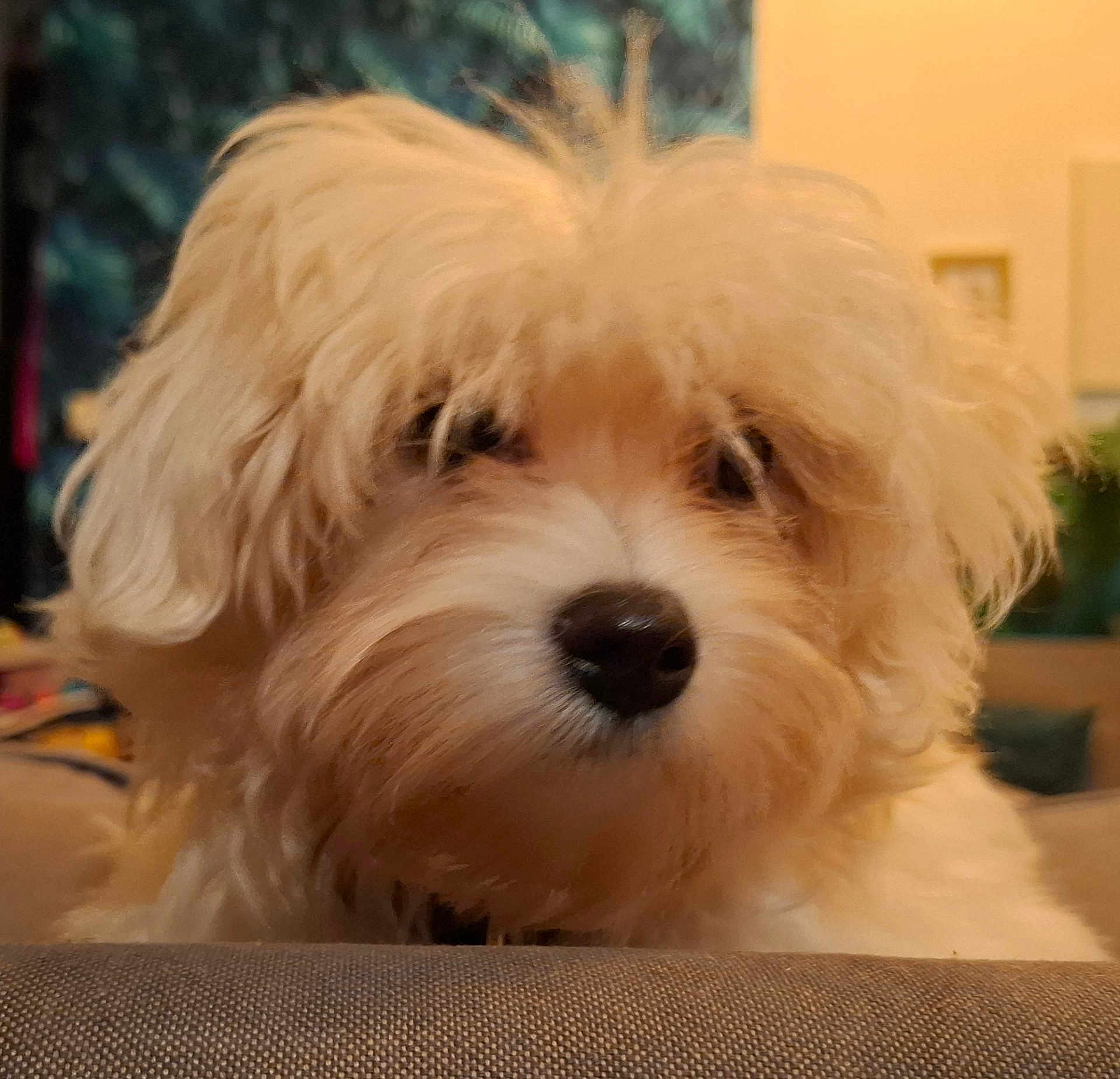 Milo participe au concours pour gagner de l'argent avec cette photo : dog, fluffy, close_up, indoor, pet, resting, fur, cute, animal, nose, face, portrait, soft_light, cozy, background_blur, mammal, companion, furry, canine, domestic