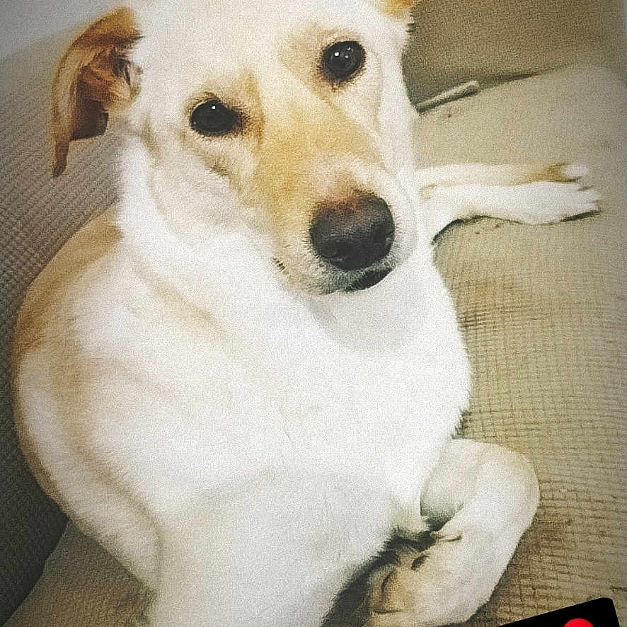 Amnésia