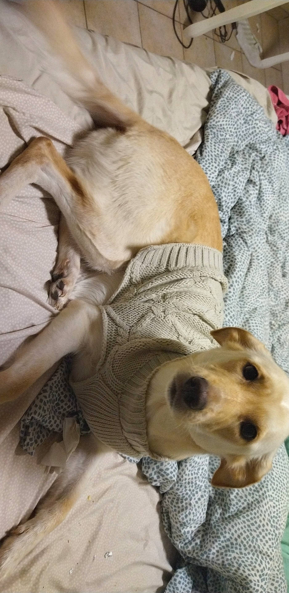 Amnésia participe au concours pour gagner de l'argent avec cette photo : animal, bed, bedroom, blanket, canine, clothing, couch, dog, face, furniture, homedecor, hound, indoors, knitwear, labradorretriever, linen, pet, puppy, room, sweater