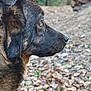 dog, profile, close_up, outdoor, nature, sunlight, forest, fur, animal, pet, brown, black, ears, snout, whiskers, eye, leaf_litter, ground, daylight, canine