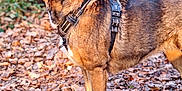 Gaïa participe au concours pour gagner de l'argent avec cette photo : dog, animal, outdoor, leaves, autumn, brown, black_harness, canine, standing, nature, forest_floor, alert, side_view, fur, pet, mammal, ears, snout, white_paws, daylight