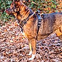 dog, animal, outdoor, leaves, autumn, brown, black_harness, canine, standing, nature, forest_floor, alert, side_view, fur, pet, mammal, ears, snout, white_paws, daylight