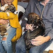Gaïa participe au concours pour gagner de l'argent avec cette photo : woman, man, dog, puppy, indoor, cuddling, glasses, yellow_sweater, jeans, white_sneakers, chair, hay, casual_clothing, seated, leash, pet, affection, beard, bald, floor