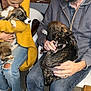 woman, man, dog, puppy, indoor, cuddling, glasses, yellow_sweater, jeans, white_sneakers, chair, hay, casual_clothing, seated, leash, pet, affection, beard, bald, floor