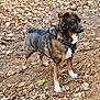 dog, canine, outdoor, forest, leaves, earth, brown, black, white, animal, pet, harness, standing, alert, nature, ground, autumn, fur, mammal, companion