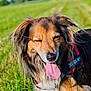 Halfa a rejoint le concours — aidez-le/la à gagner de superbes lots ! dog, canine, tongue_out, happy, outdoor, green_field, sunny, daylight, grass, fur, pet, animal, nature, close_up, leash, brown_fur, black_fur, white_fur, ears, snout