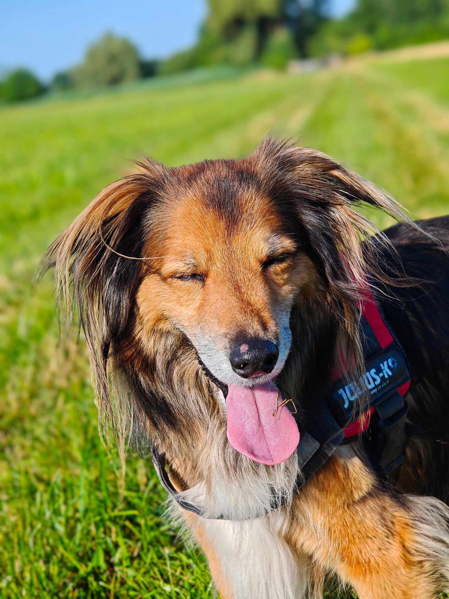 Halfa participe au concours pour gagner de l'argent avec cette photo : dog, happy, tongue_out, fur, outdoor, green_field, harness, sunny, nature, animal, pet, canine, closeup, portrait, grass, daylight, muzzle, ears, long_hair, smiling