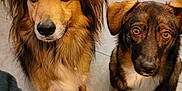 Halfa participe au concours pour gagner de l'argent avec cette photo : dog, canine, pet, indoor, floor, brown_fur, black_fur, white_fur, looking_up, ears, eyes, snout, sitting, animal, companion, furry, cute, domestic, two_dogs, waiting